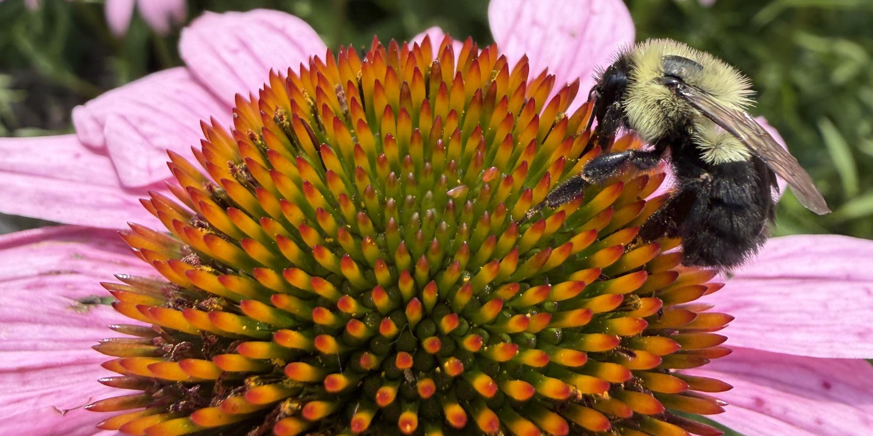 Bee on a Purple Coneflower in the Perennial Garden