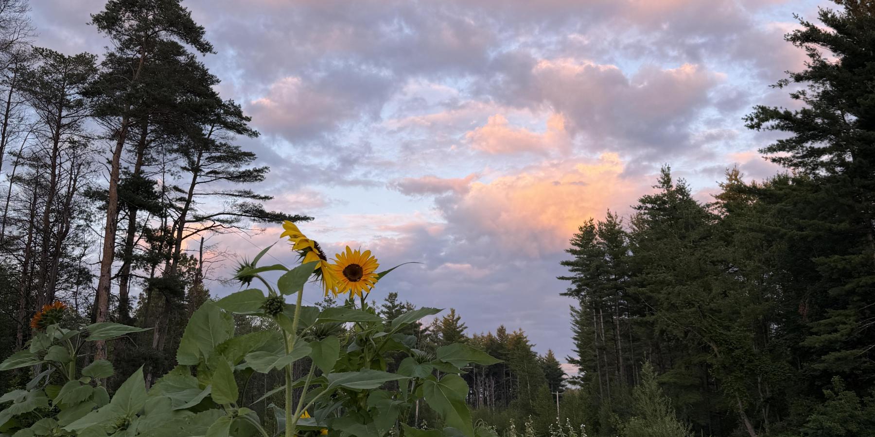 Sunflowers at Sunset