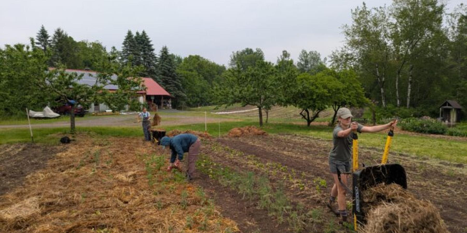 The three SLU interns mulching littleGrasse's Front Range field.