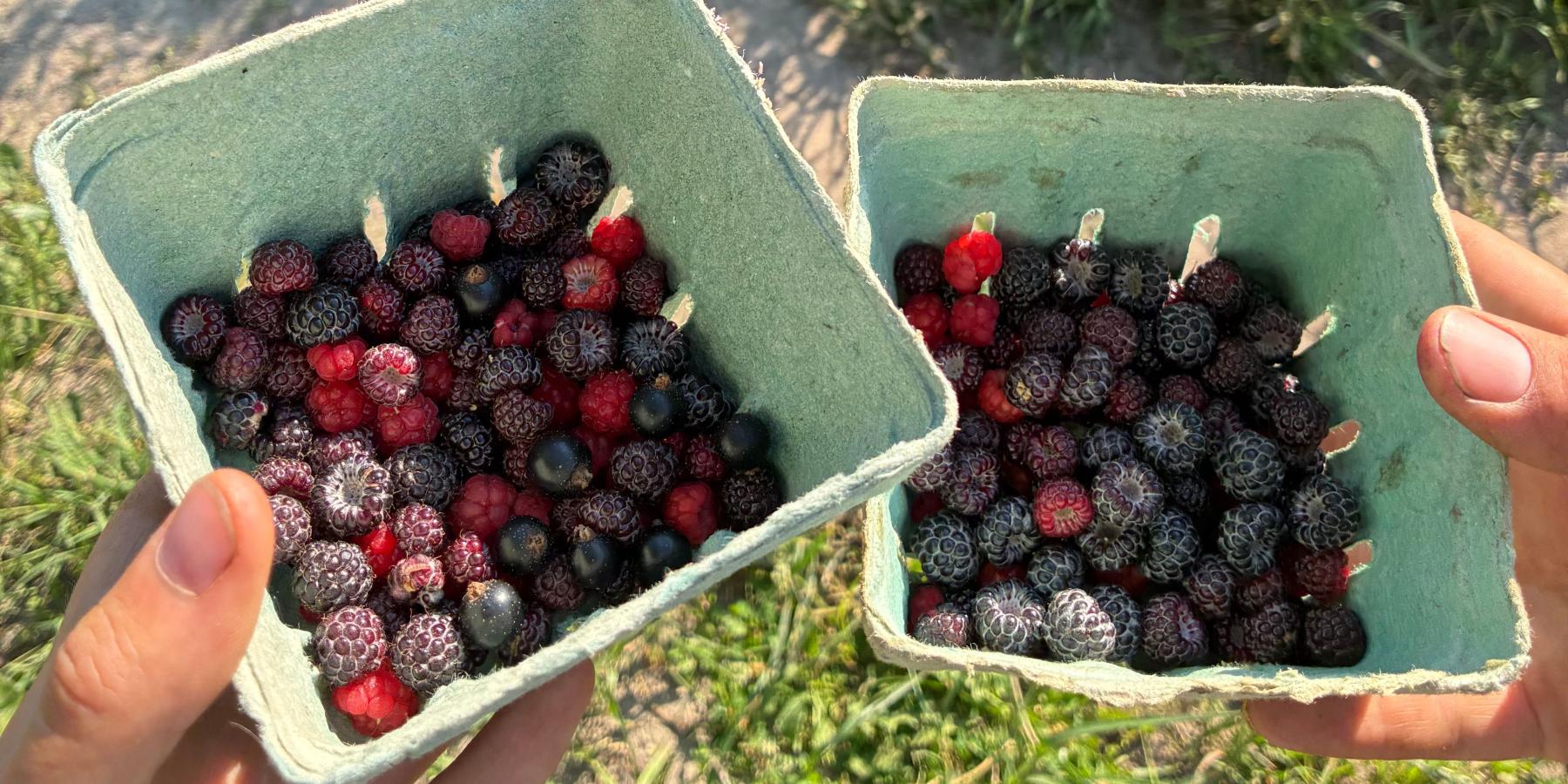 Echo Farm