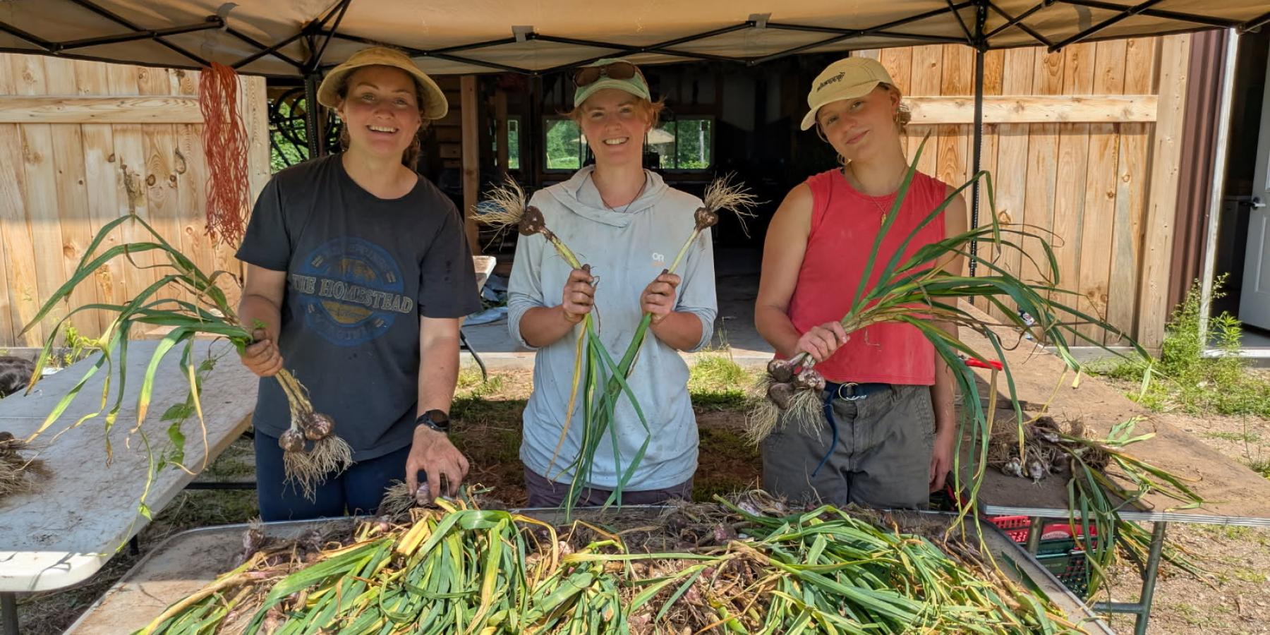 Emma, Hannah and Emma at the 2026 Garlic Harvest