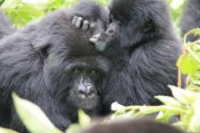 Rwandan gorillas grooming