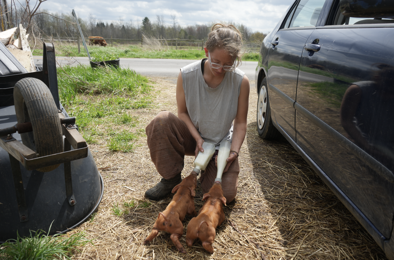 Kia from Bittersweet feeding Piglets