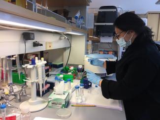 The photo presents a young female student in black sweater, working at the bench countertop and holding 15 mL centrifuge tubes. The student performs a routine  washing procedure for C. elegans maintenance.