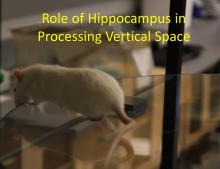 The Role of the Hippocampus in Processing Vertical Space