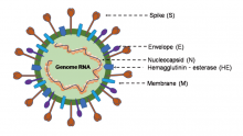 The β-coronavirus particle with a non-segmented, positive-sense single-stranded RNA virus genome