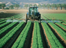 Man applying pesticides to a field of crops 