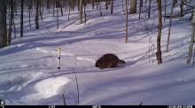 Porcupine walking through the snow