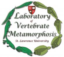 Labortatory of Vertebrate Metamorphosis St, Lawrence University Emblem