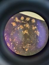 Copepods under microscope