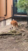 A kangaroo hops around an enclosure.