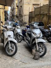 Motorcycles parked in an alleyway with a cat sitting next to them.