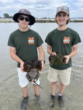 Left: Education Intern Right: me  Holding horseshoe crabs prior to tagging and recording level of parasite infestation, while working with members of Connecticut&#039;s Beardsley Zoo and Researchers of Project Limulus.