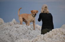 A yellow labrador standing on top of lime piles facing his handler who is back to the camera. 