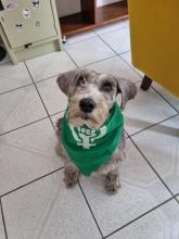 Mika (Fernanda&#039;s Service Dog) wearing a green scarf with a pro-choice symbol