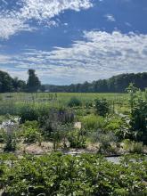 bluffside community garden