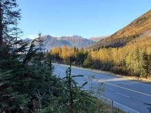 black spruce sampling site in Alaska 