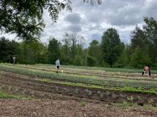 Three farmers working in the field at littlegrasse Foodworks. 