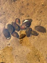 Group of clams resting on sand in a lake. 