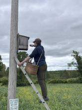 Retrieving Kestrel Chicks from Nest Box