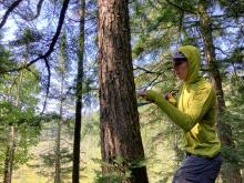 Coring a Hemlock Using an Increment Borer