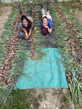 intern laying on tarp with a full bed of hand picked shallots.