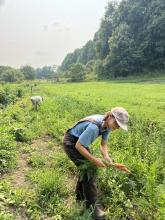 Kate harvesting the first carrots of June 2025!