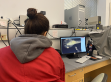 Photographing Xenopus laevis tadpoles under the microscope as part of an experiment investigating the effects of triiodothyronine (T3) and dexamethasone (DEX) on pre-metamorphic development. Images were later analyzed in Fiji software to collect morphometric measurements for statistical comparison.