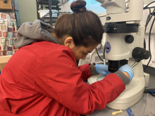 Documenting Xenopus laevis tadpoles under the microscope to study how thyroid hormone (T3) and stress hormone (DEX) influence early development and metamorphosis.