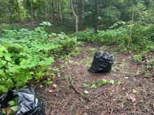 a bag of Japanese Knotweed