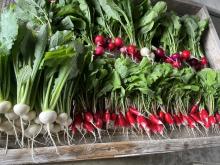 Radishes