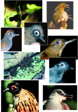 Army ant following birds