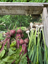 Thursday Harvest of Beets and Garlic