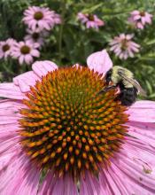 Bee on a Purple Coneflower in the Perennial Garden