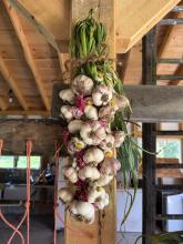 Braided Garlic