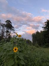 Sunflowers at Sunset