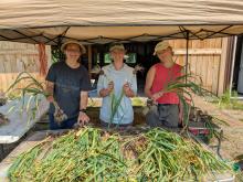 Emma, Hannah and Emma at the 2026 Garlic Harvest