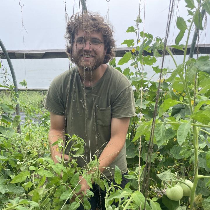 A photo of me tying tomatoes in Birdsfoot&#039;s high tunnel so that they will grow vertically.