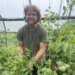 A photo of me tying tomatoes in Birdsfoot&#039;s high tunnel so that they will grow vertically.  