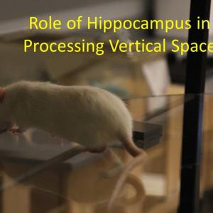 The Role of the Hippocampus in Processing Vertical Space